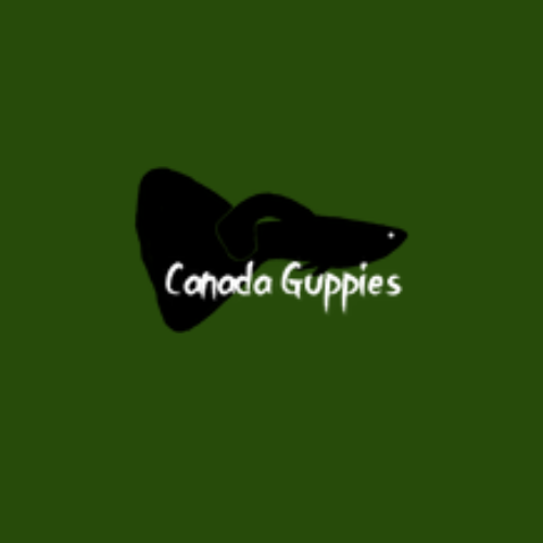 Canada Guppies