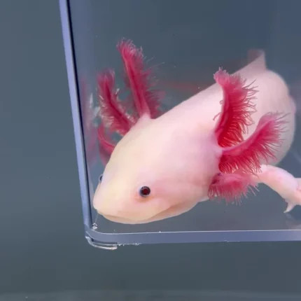 Axolotl Planet
