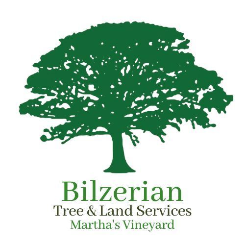 Bilzeriantree