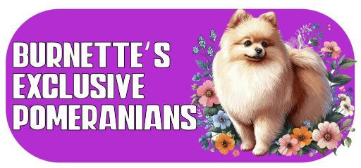 Burnette’s Exclusive Pomeranians