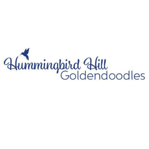 Hummingbird Hill Golden Doodles