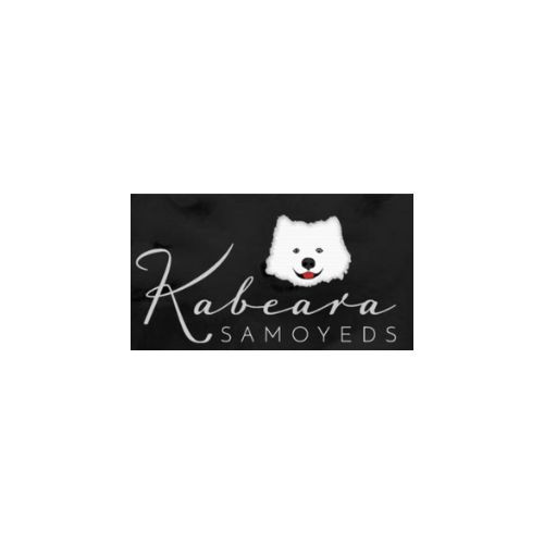 Kabeara Samoyeds