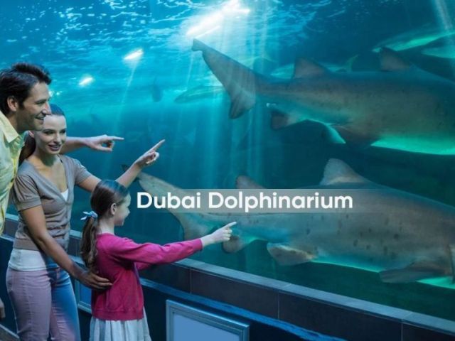 dubai-dolphinarium-guide-shows-tickets-timings-visitor-tips