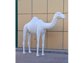 life-size-camel-in-uae-small-0