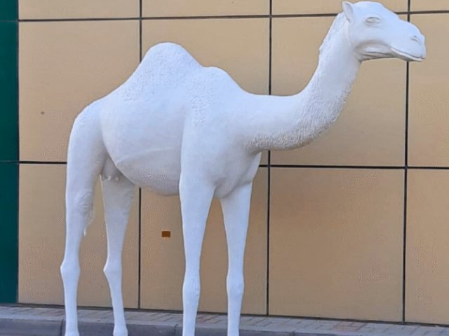 life-size-camel-in-uae