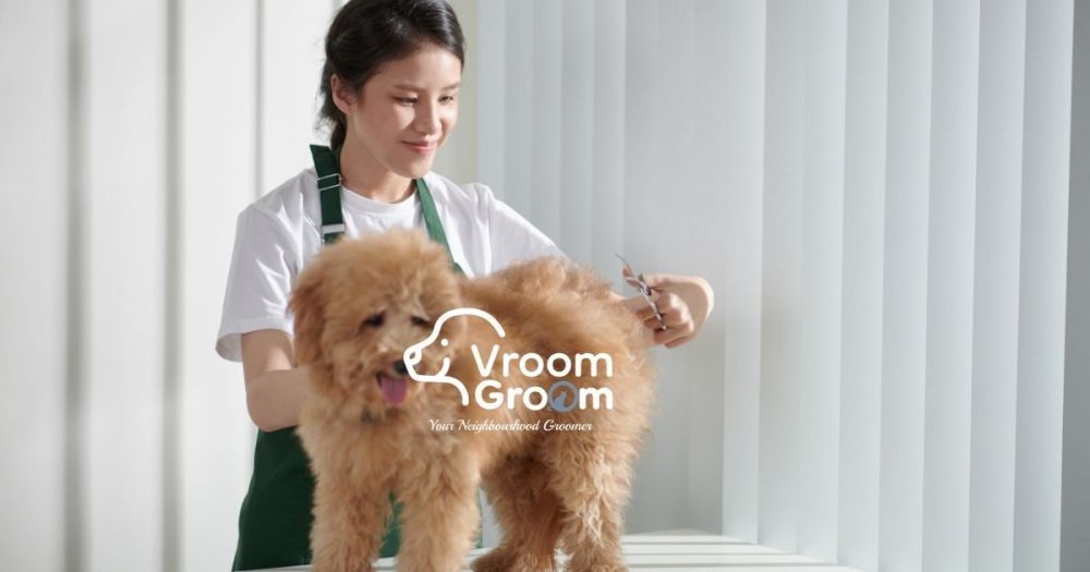 top-rated-pet-salons-in-dubai-how-to-pick-the-right-one-big-0