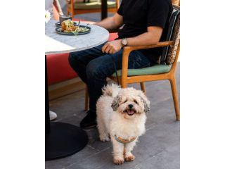 uptown-social-cafe-small-4