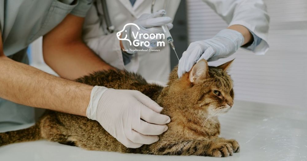 cat-grooming-services-which-salon-suits-your-cats-breed-big-0
