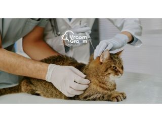 cat-grooming-services-which-salon-suits-your-cats-breed-small-0