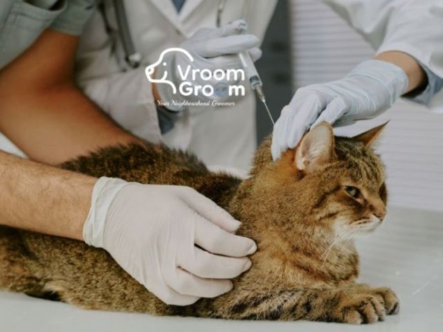cat-grooming-services-which-salon-suits-your-cats-breed