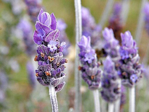 lavender-fragrance-perfume-explore-kiswah-perfumes-big-0
