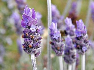 lavender-fragrance-perfume-explore-kiswah-perfumes-small-0