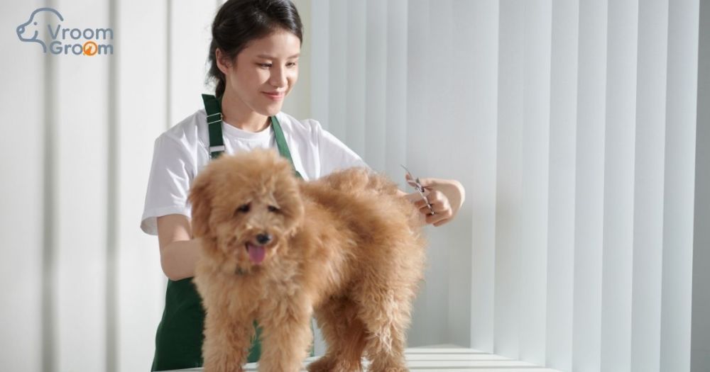 mobile-dog-groomers-dubai-doorstep-grooming-at-its-best-big-0