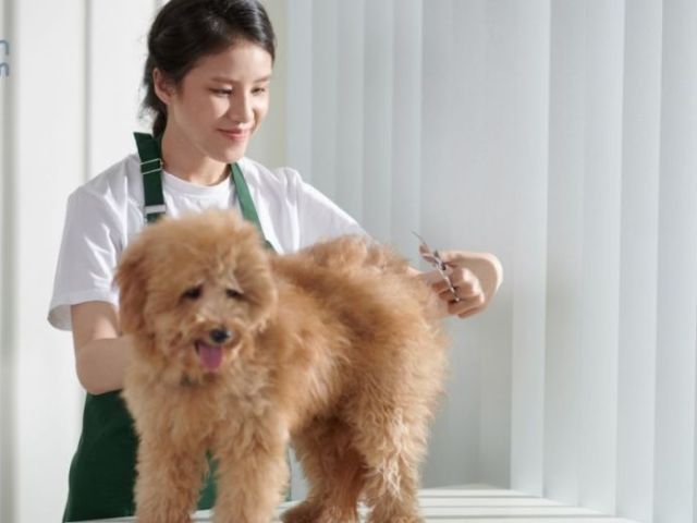 mobile-dog-groomers-dubai-doorstep-grooming-at-its-best