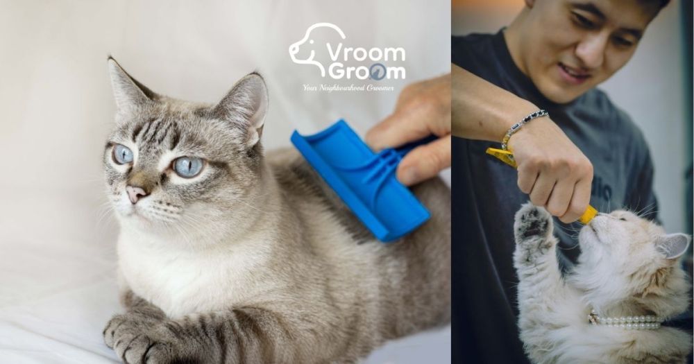 best-cat-groomer-dubai-expert-feline-grooming-at-your-door-big-0