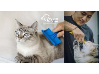 best-cat-groomer-dubai-expert-feline-grooming-at-your-door-small-0