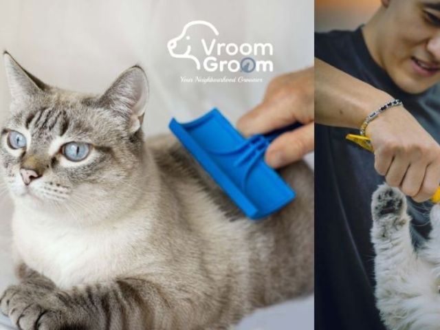 best-cat-groomer-dubai-expert-feline-grooming-at-your-door