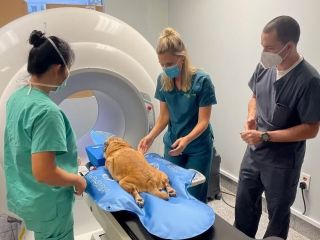 emergency-vet-near-me-super-vet-pet-clinic-llc-small-0