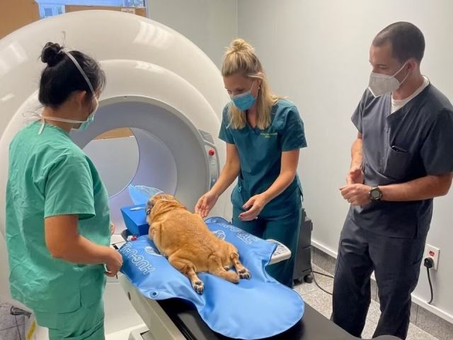 emergency-vet-near-me-super-vet-pet-clinic-llc