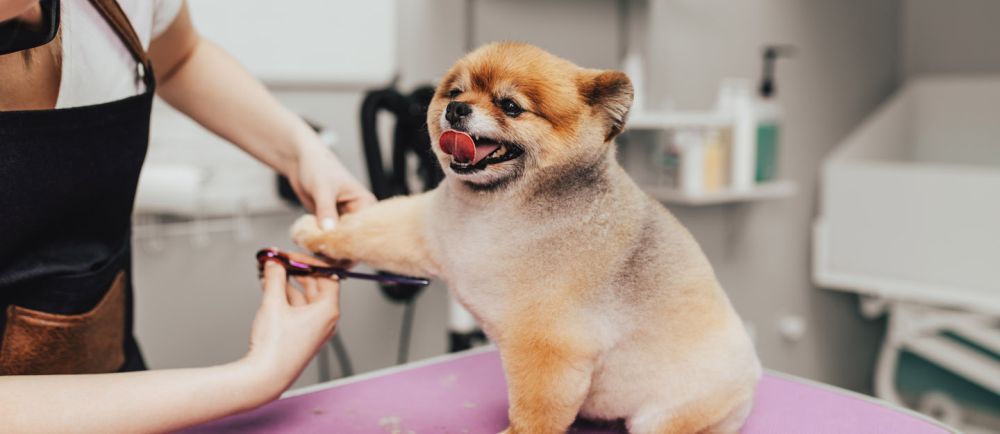 premium-large-breed-dog-grooming-dubai-big-0