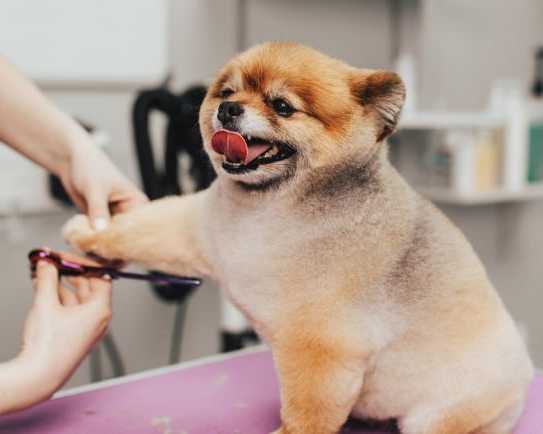 premium-large-breed-dog-grooming-dubai