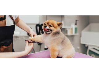 premium-large-breed-dog-grooming-dubai-small-0