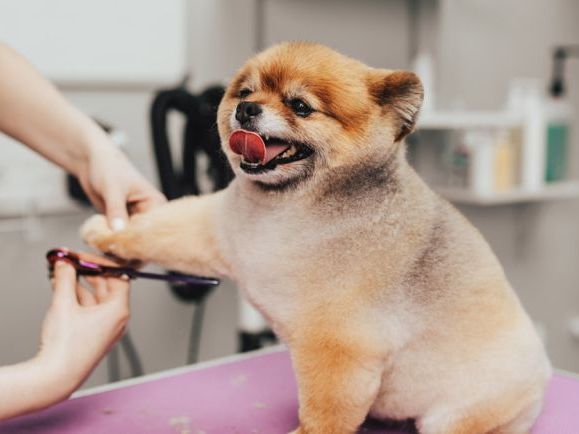premium-large-breed-dog-grooming-dubai