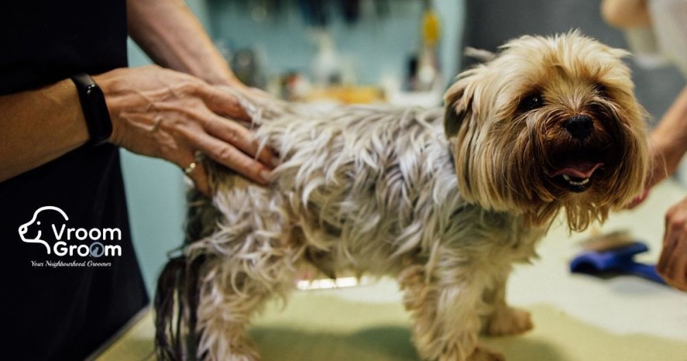 need-a-certified-mobile-pet-groomer-in-dubai-schedule-today-big-0