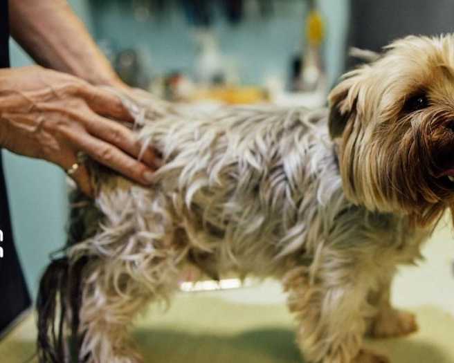need-a-certified-mobile-pet-groomer-in-dubai-schedule-today