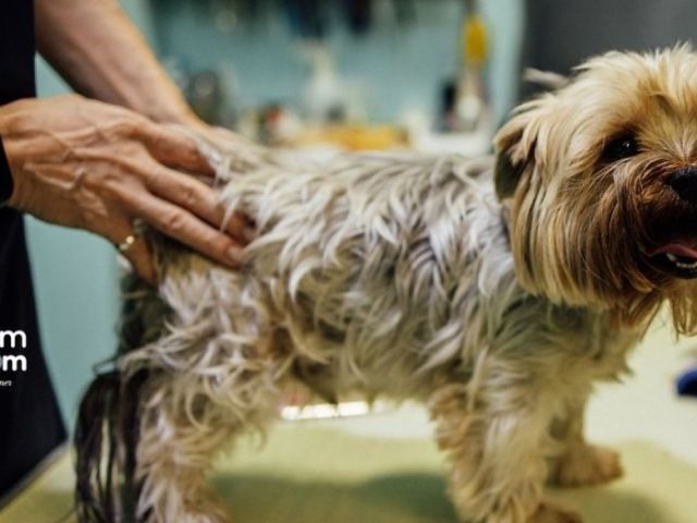 need-a-certified-mobile-pet-groomer-in-dubai-schedule-today