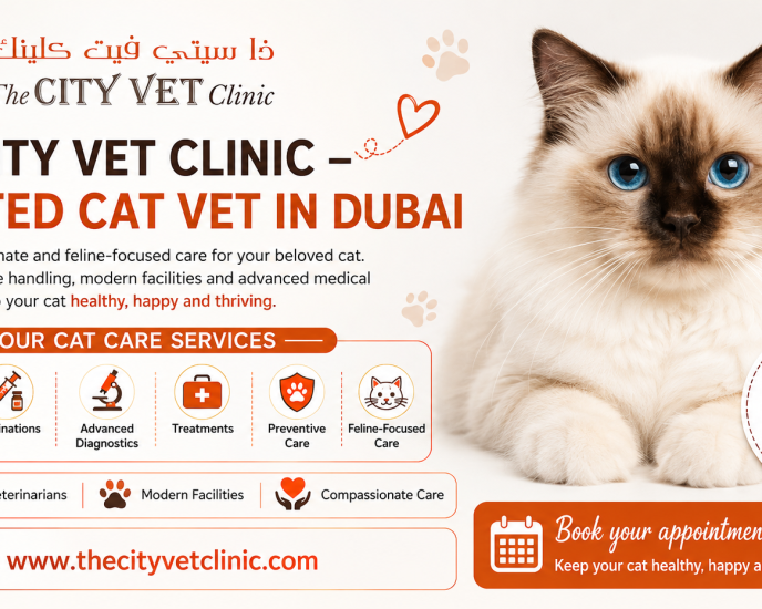 the-city-vet-clinic-trusted-cat-vet-in-dubai