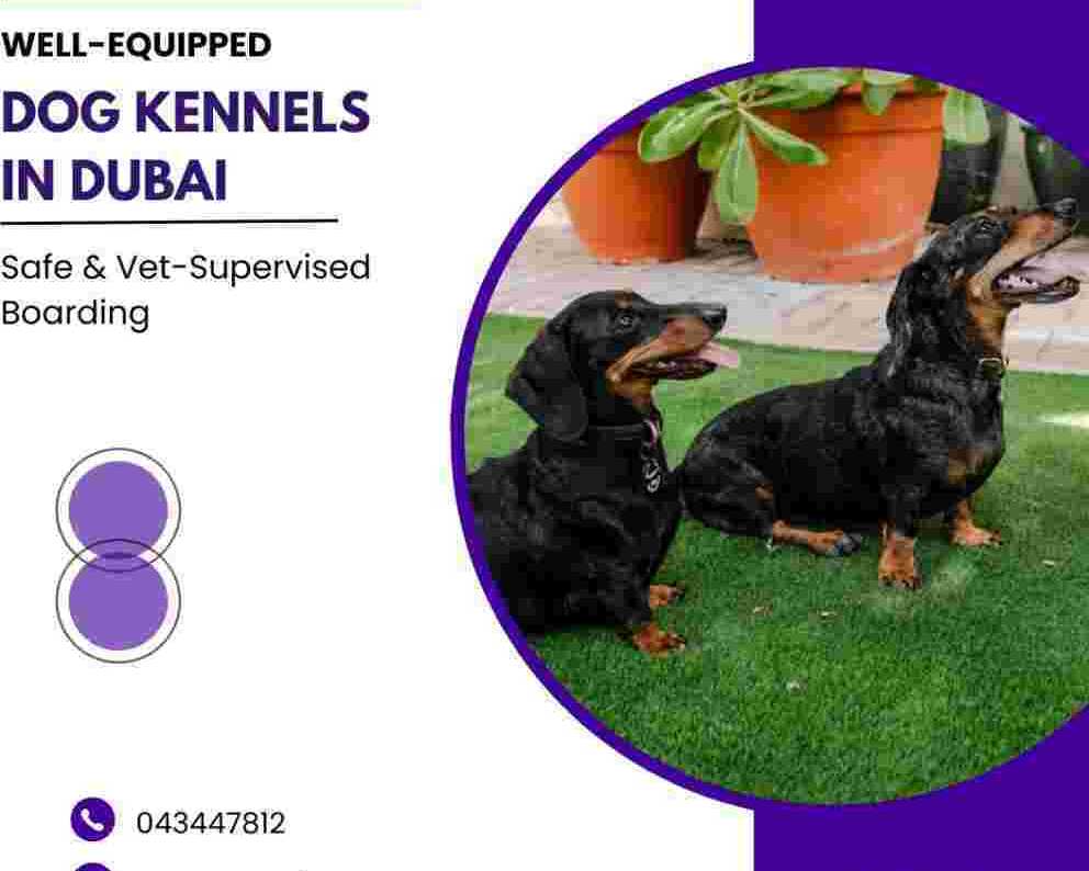well-equipped-dog-kennels-safe-vet-supervised-boarding