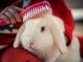 rabbit-grooming-services-pamper-your-bunny-in-dubai-small-0
