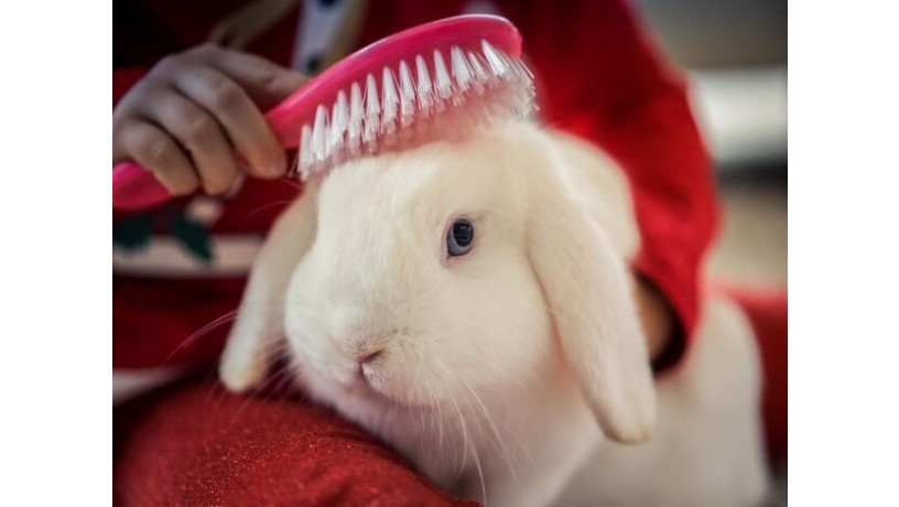 rabbit-grooming-services-pamper-your-bunny-in-dubai-big-0