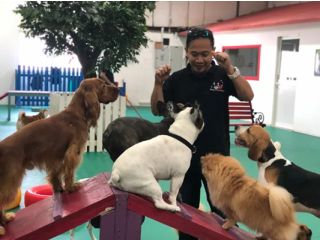 Enjoy Affordable and Caring Dog Boarding Services in Dubai