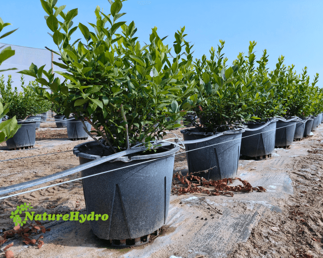 plastic-berry-grow-pots-wholesale