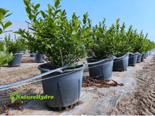 plastic-berry-grow-pots-wholesale-small-0