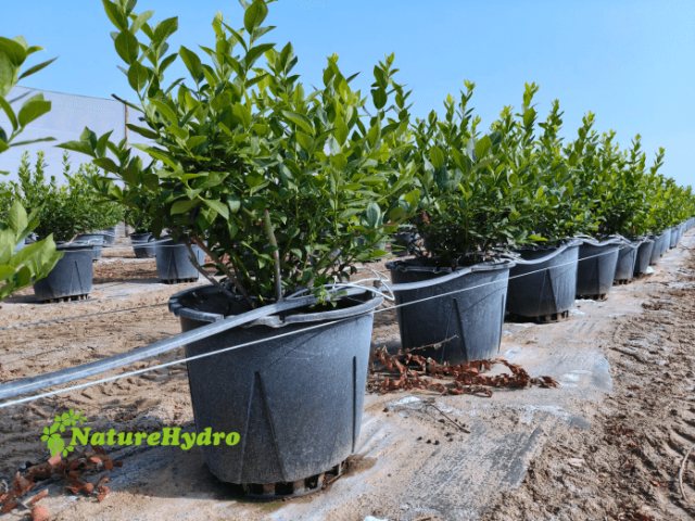 plastic-berry-grow-pots-wholesale