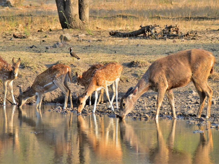 discover-the-wild-india-tour-with-tigersto-ranthambore-national-park-big-1
