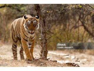 discover-the-wild-india-tour-with-tigersto-ranthambore-national-park-small-0