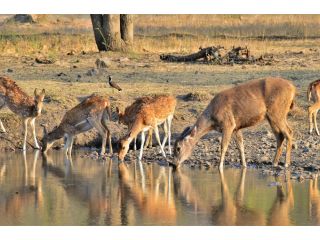 discover-the-wild-india-tour-with-tigersto-ranthambore-national-park-small-1