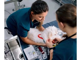 mpl-surgery-small-1