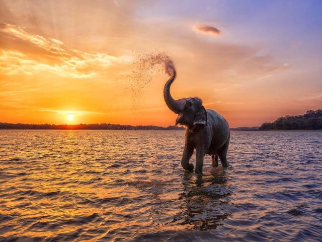 book-a-premium-sri-lanka-wildlife-photography-experience
