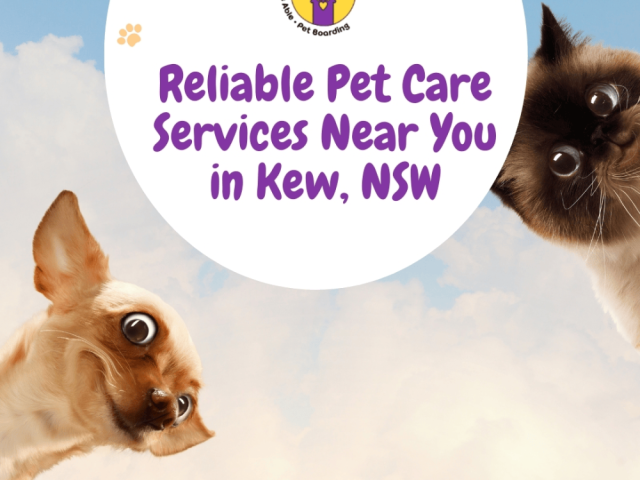 reliable-pet-care-services-near-you-in-kew-nsw
