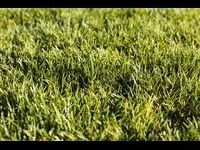 why-synthetic-grass-perth-is-a-smart-choice