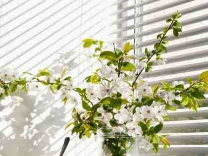 upgrade-your-home-with-honeycomb-blinds-adelaide