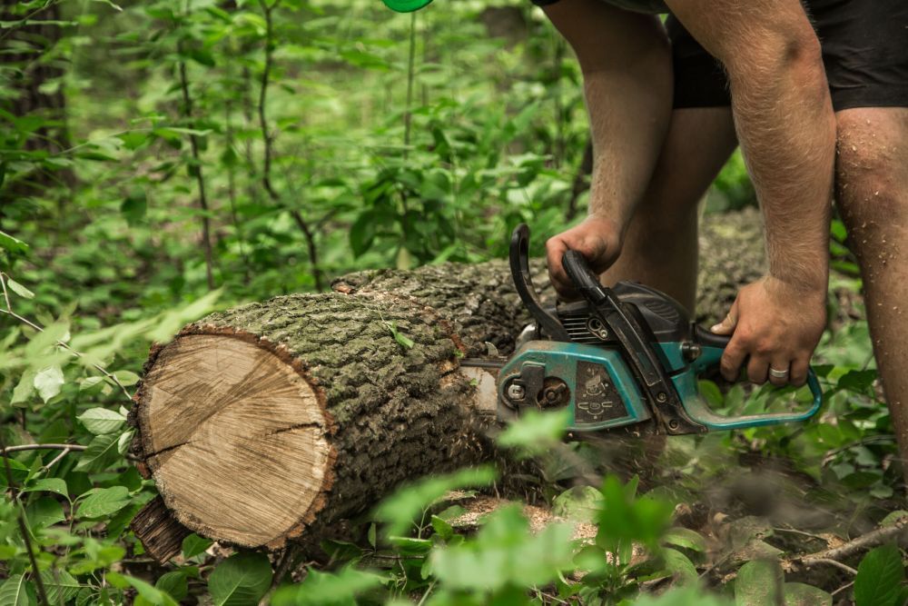 tree-removal-adelaide-professional-arborists-near-you-big-0