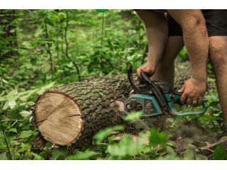 tree-removal-adelaide-professional-arborists-near-you-small-0