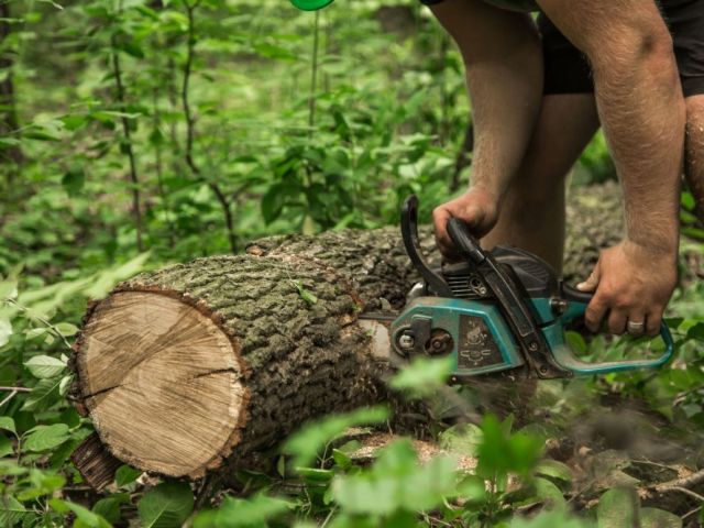 tree-removal-adelaide-professional-arborists-near-you