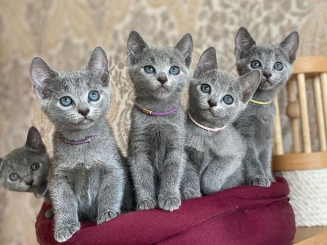 cute-russian-blue-kittens-available-for-a-new-homes